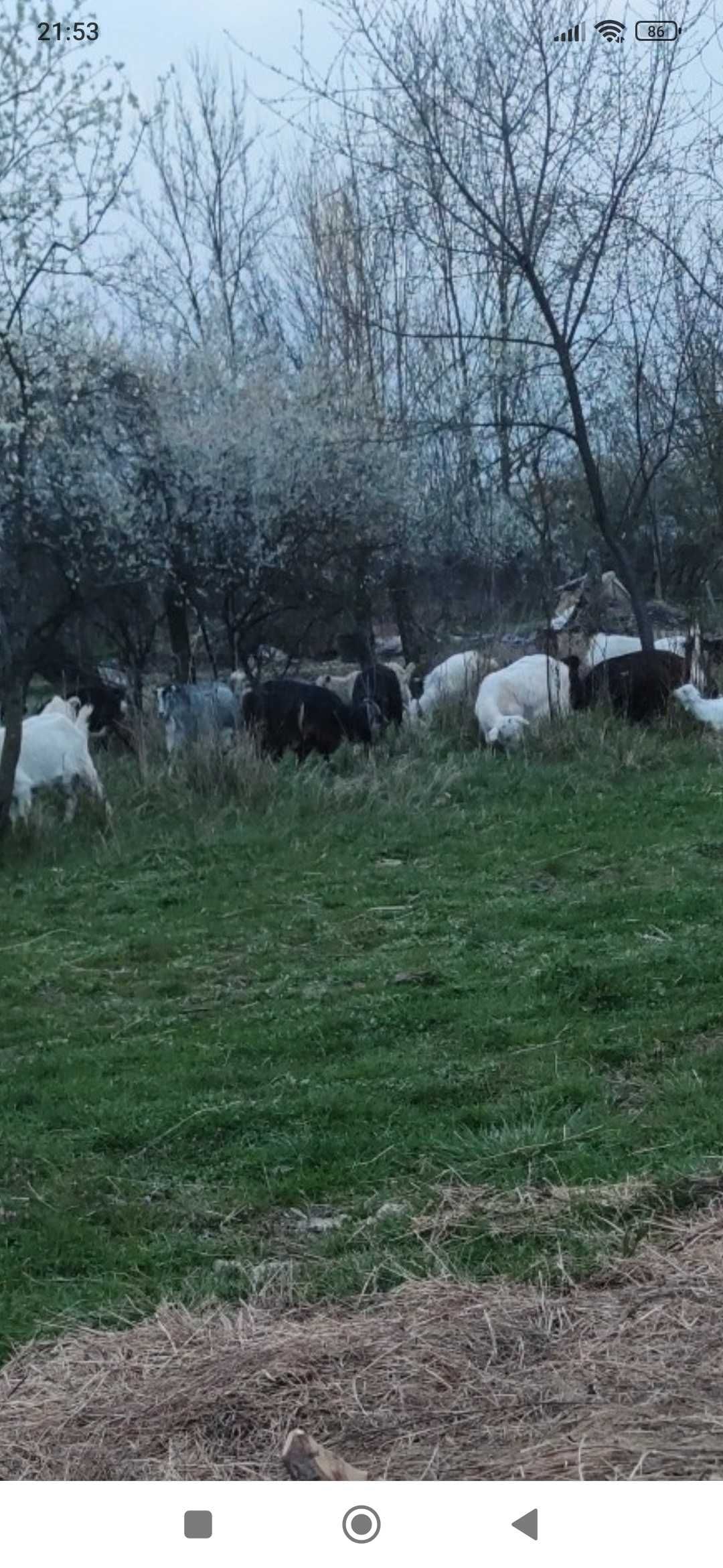 Vând capre gestante și cu iezi