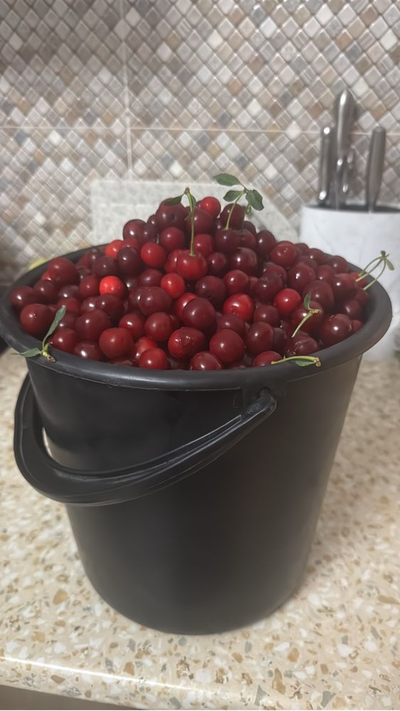Продам вишню дачную
