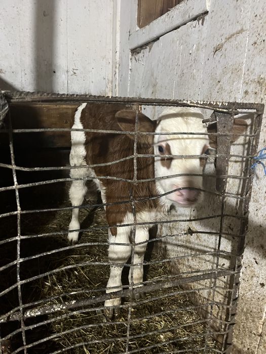 Vand vacă de lapte, cu tot cu vițel.