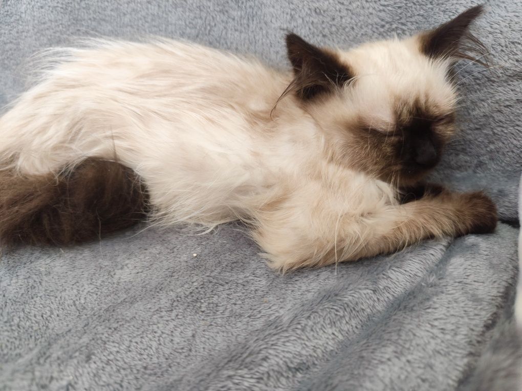 Котета Регдол / Ragdoll