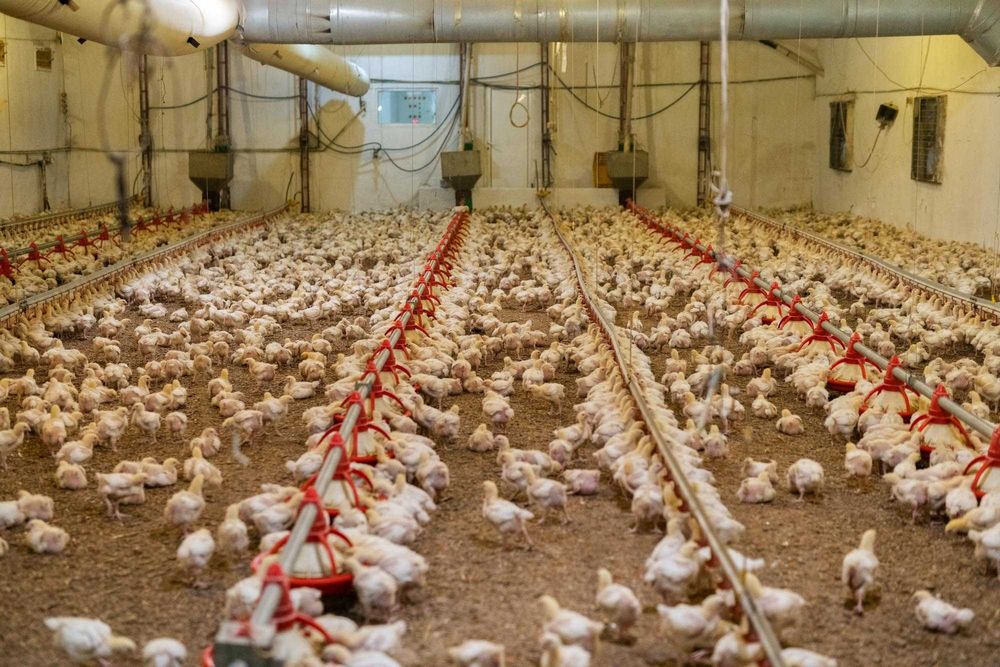 ДО 27.11.25 Пилета Бройлери на ЖИВО от ферма в с. Кесарево