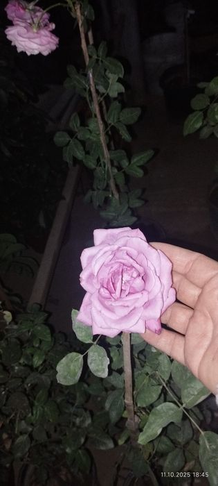 Роза плетистая 230 Минг