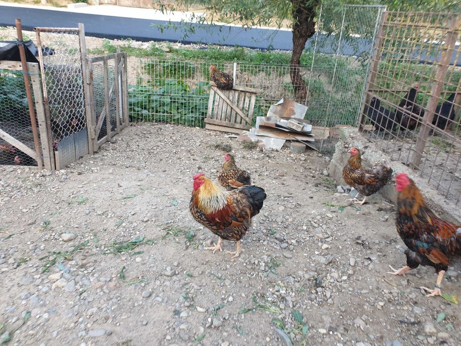 Găini wyandotte gsg