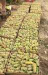 Struguri de vin 2025