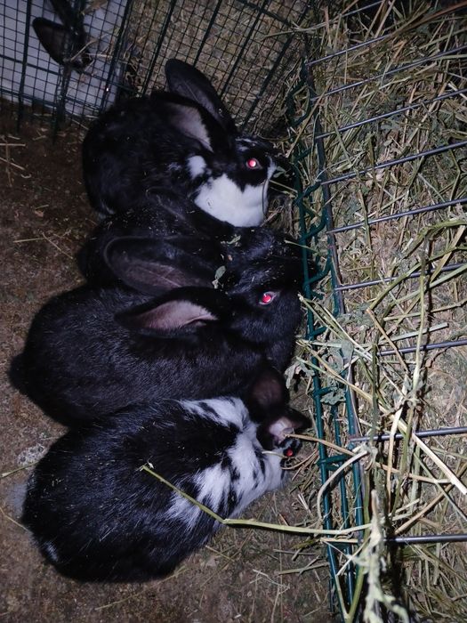 Iepurași de vânzare