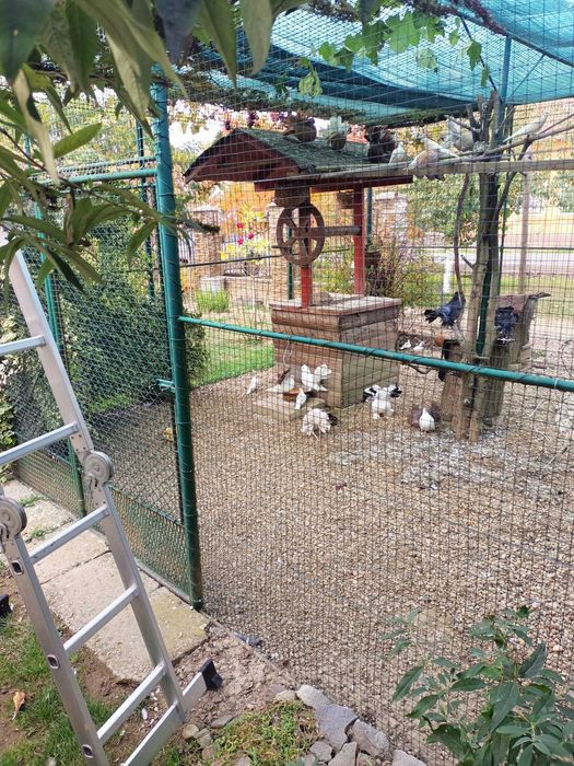 Vând porumbei voltati