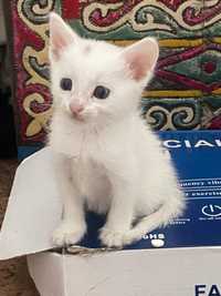 продам котенка турецкой ангорки.цена:10000 тг