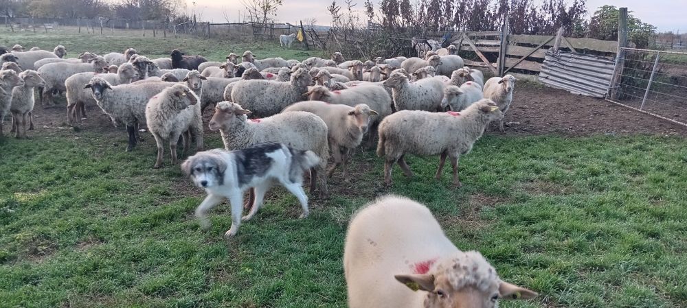 Vând oi ruste gestante