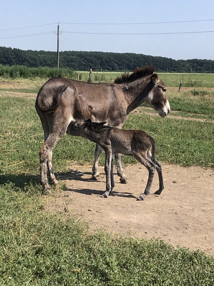 Lapte proaspăt de măgăriță