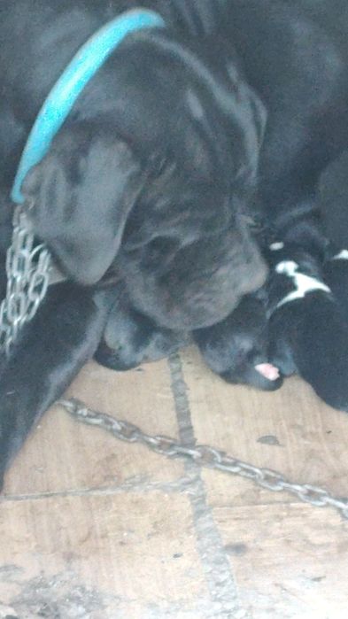 Кученца Кане Корсо