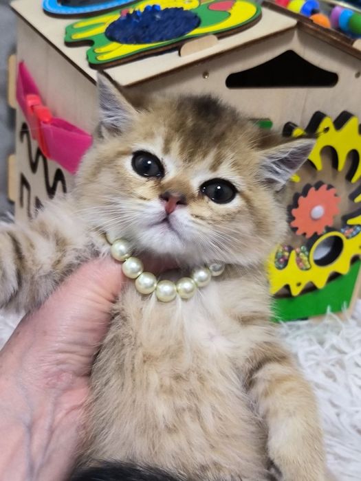 Продаются шикарные котята