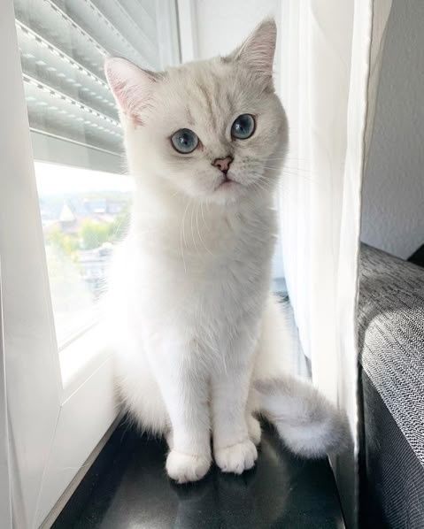 Британская короткошерстная