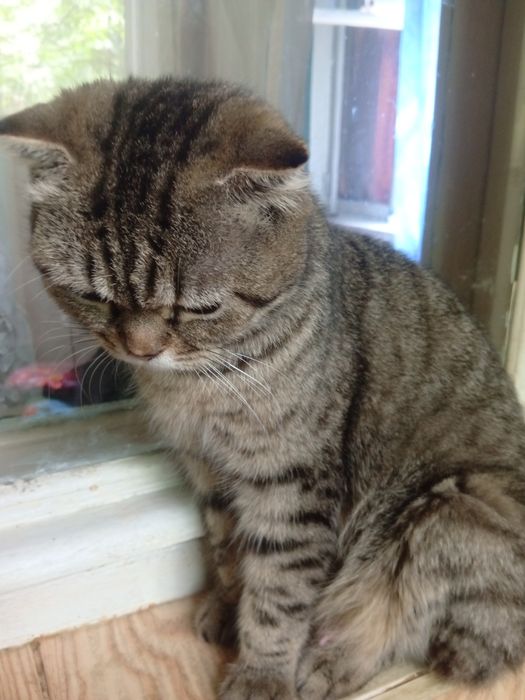 Продается кошка девочка 1 год пародистая британский веслаух