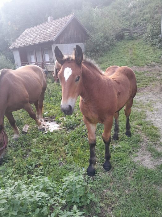 Vând mânză de patru luni