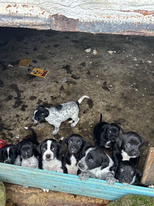 Cățeluși de dat spre adopție