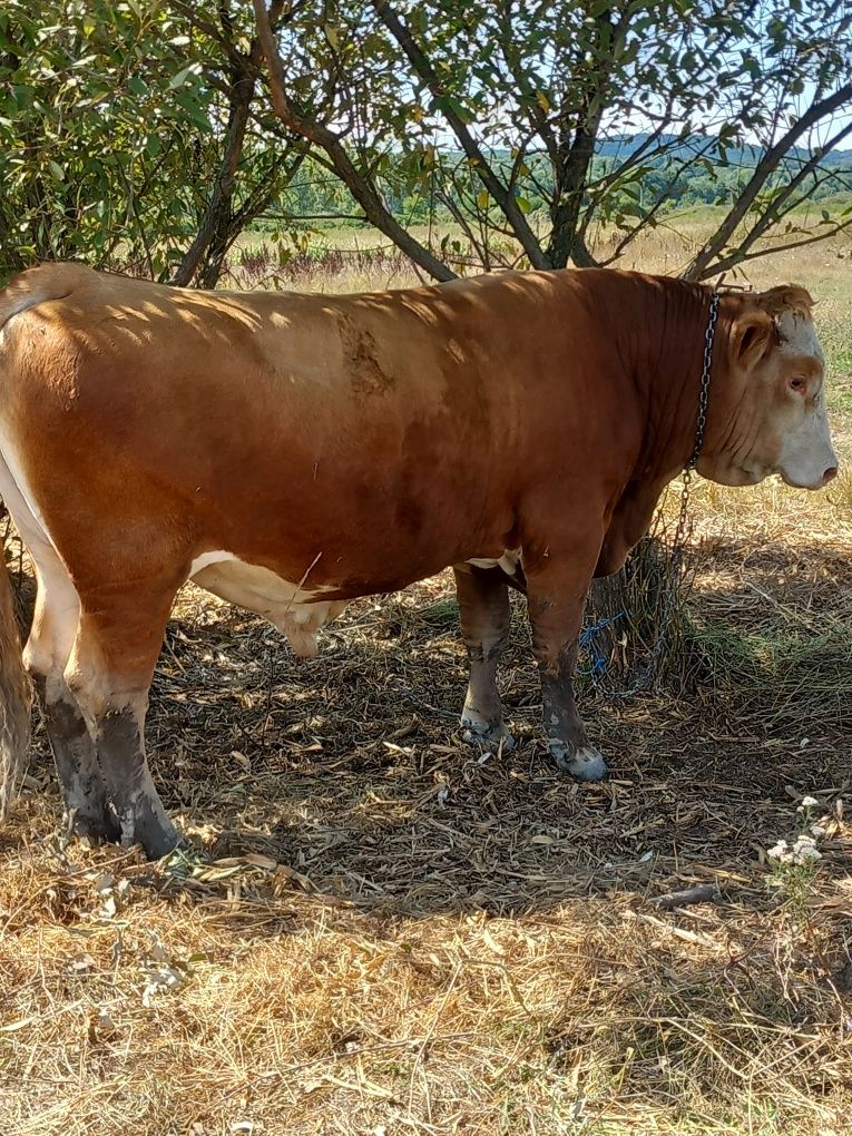 Vând vacă bălțată românească și taur