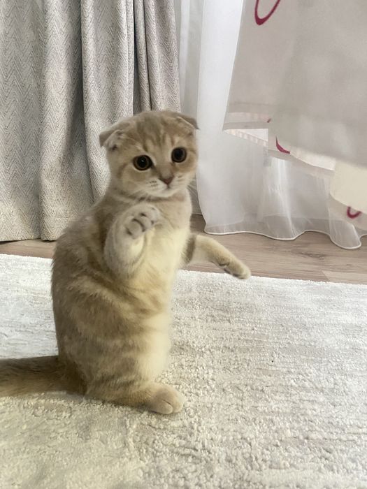 Котенок вислоухий скотиш фолд