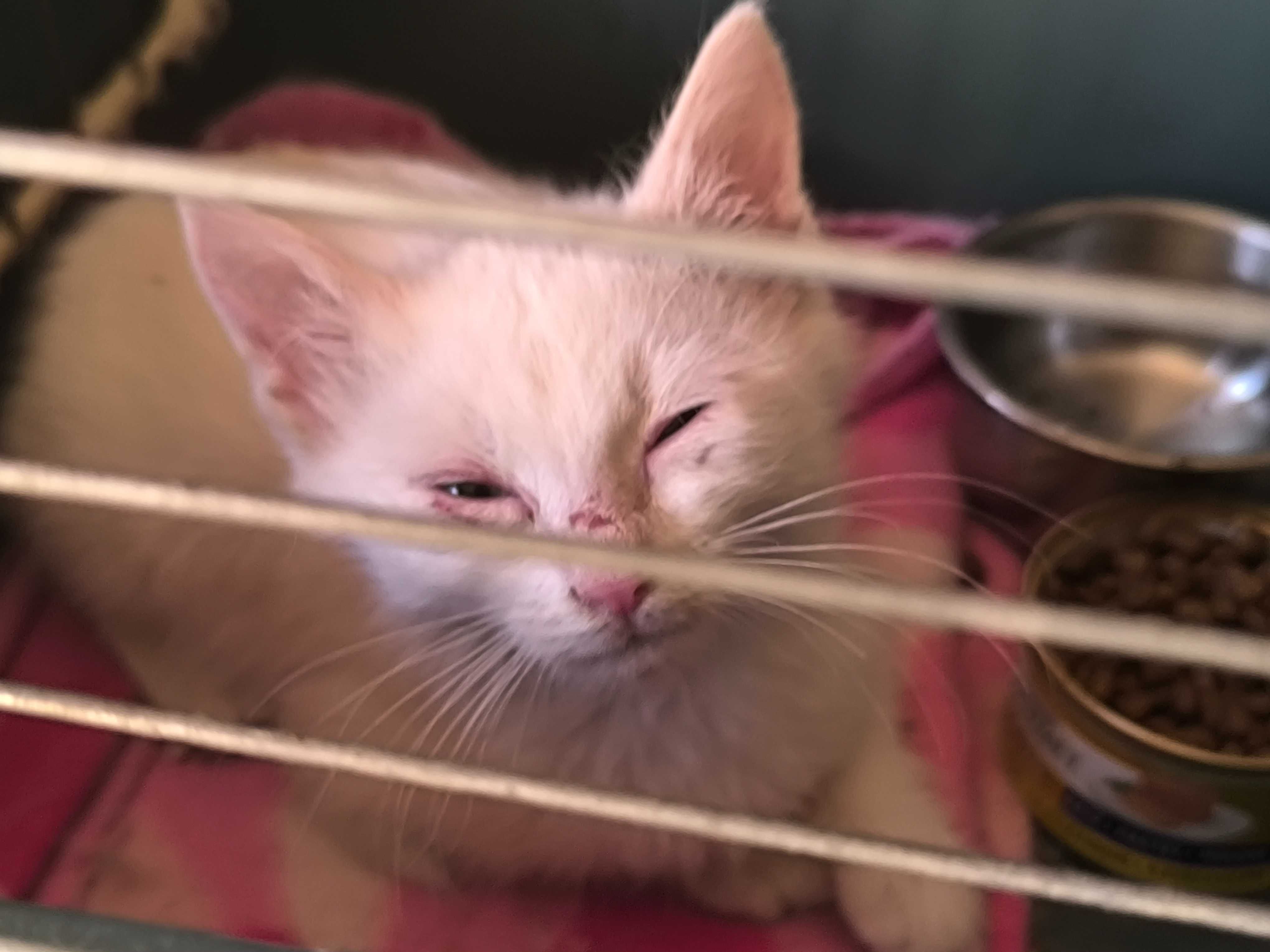 Малко бяло котенце