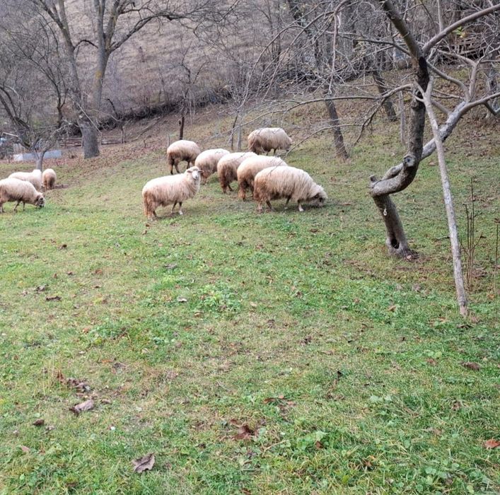 Oi de vânzare ,blânde și mâncăcioase
