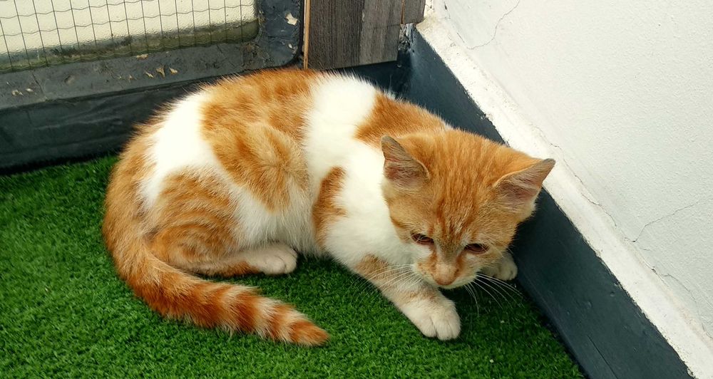 Подарявам котенце - момченце