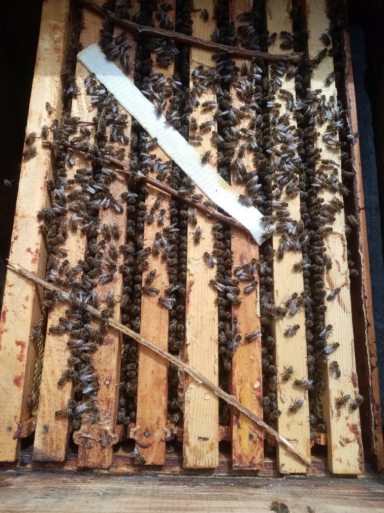 Vând familii de albine Și roi