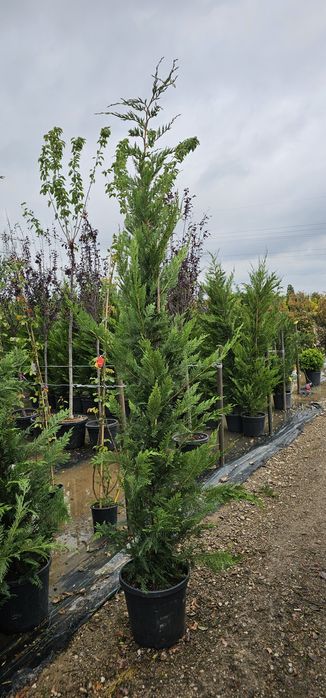Magnolia grandiflora- photinia red robin- leylandi