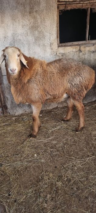 Қошқар сатам Продам кошкара