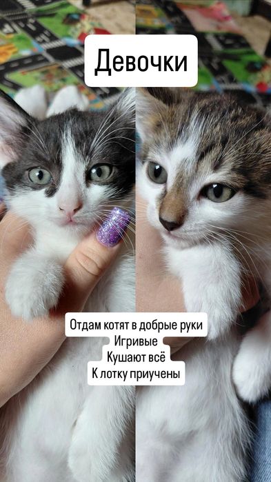 Котята бесплатно