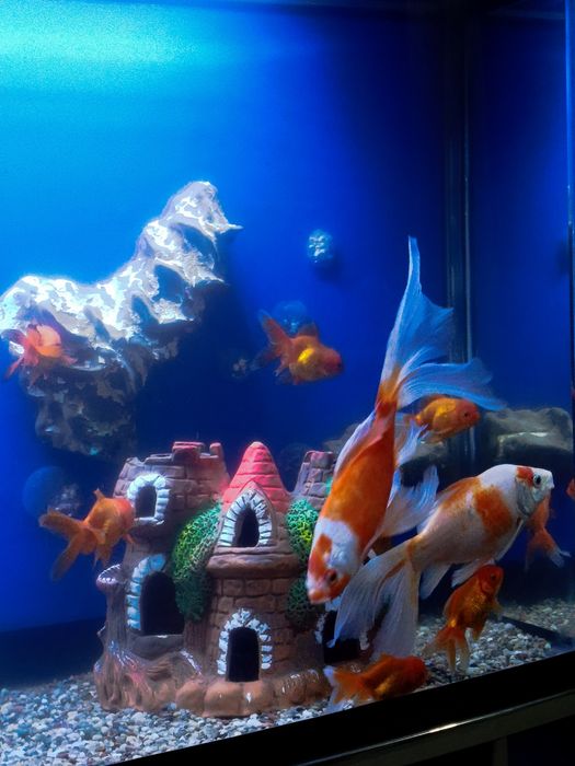 aranda baliq akvarium