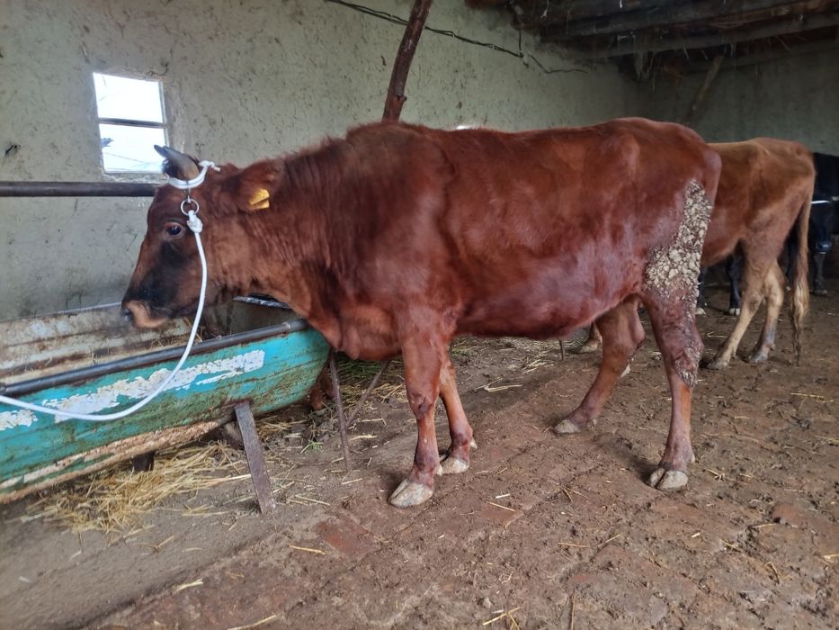 Ona bola sigir sotiladi