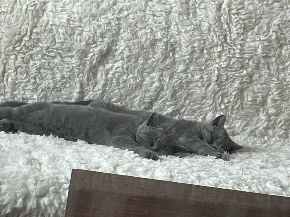 Продавам котенца на 2 месеца порода "Британска Късокосместа".