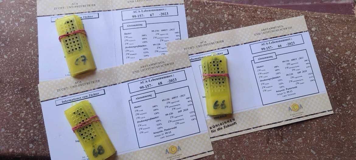 Regine de albine Carnica de înaltă calitate – Liniile Lampecht