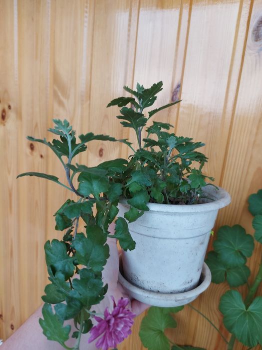 Комнатная хризантема