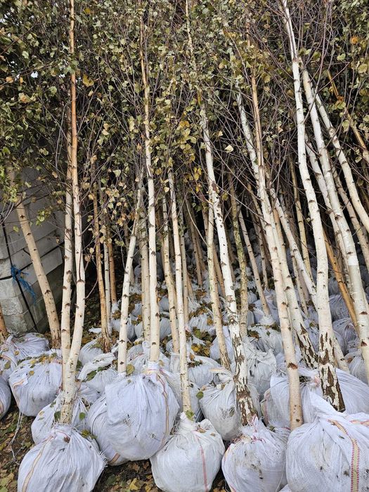 Artar roșu japonez – decor elegant, transport și montare inclusă