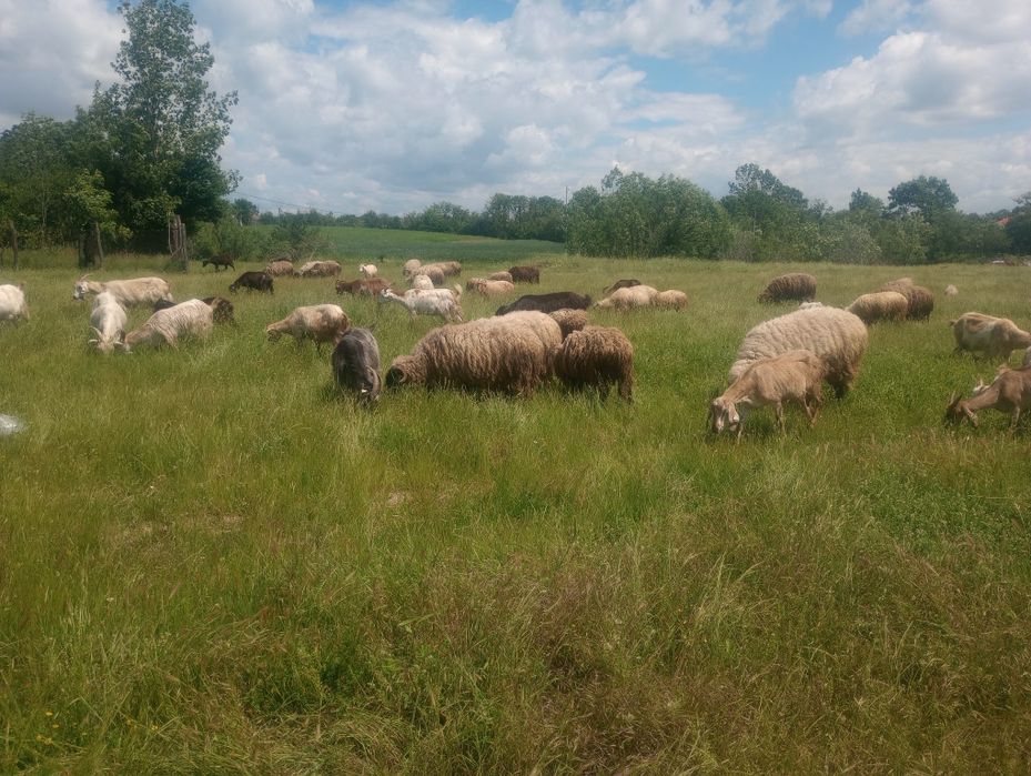 Oii de vânzare pe alese 10050