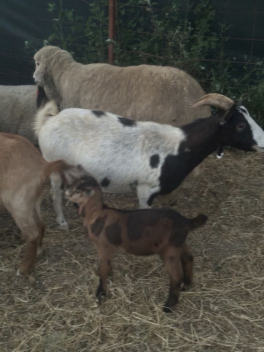 Capre si iezi de vânzare am si iezi mari si mici caprele sunt grase…