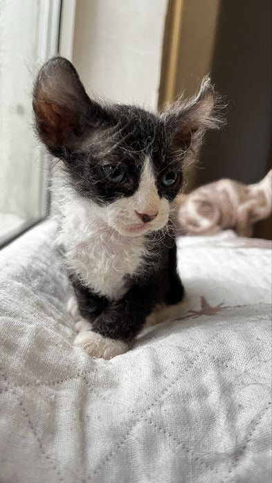 котят породы сфинкс и эльф