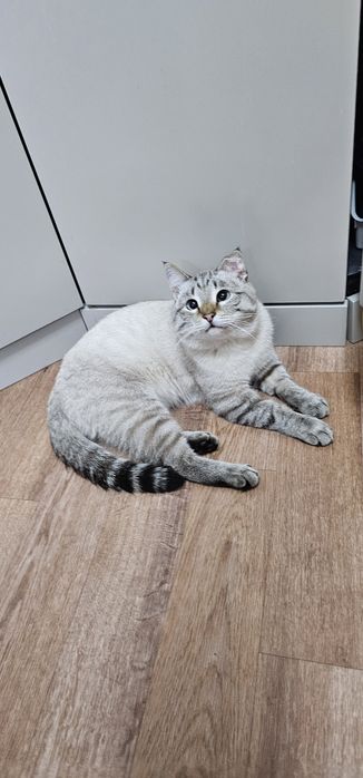 Ищем старых или новых хозяев для  очаровательного котика.