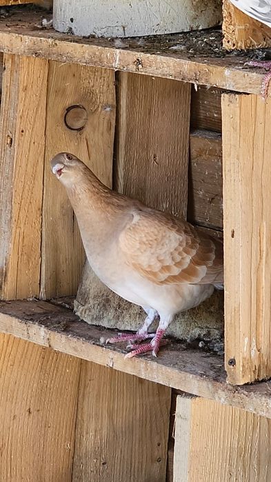 Vând porumbeii voiajori culori rare