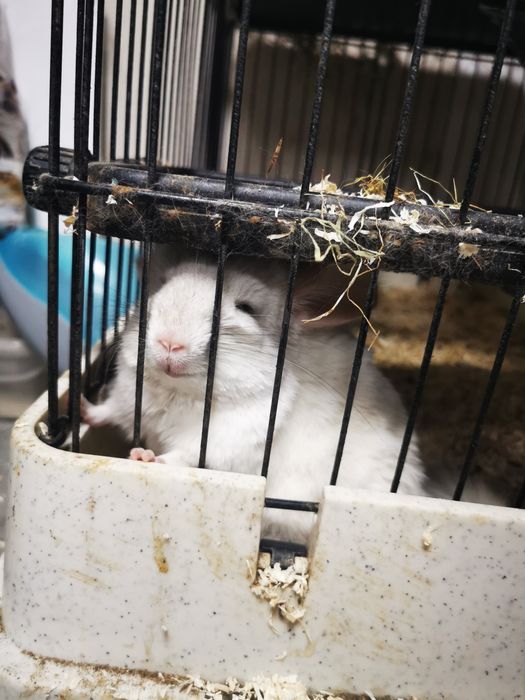 Chinchilla de vânzare