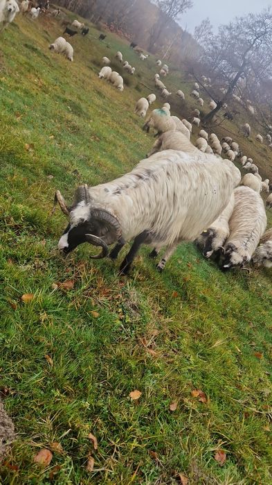 Vând berbec stramior