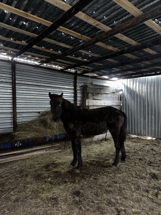 Жылкы тай откорм