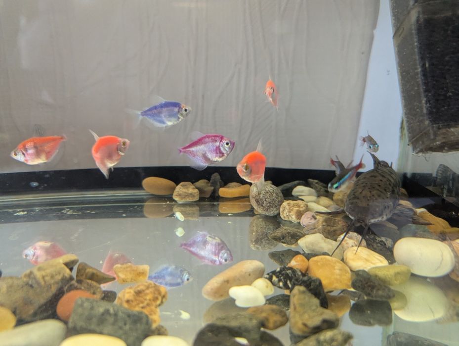 Продам аквариум с рыбками,сомами
