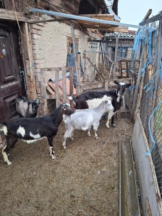 Продавам коза и ярета