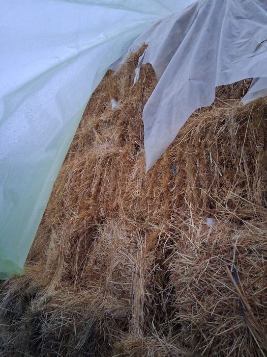 Baloți de fân 300 bucăți