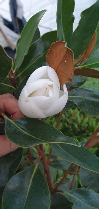 Magnolia grandiflora