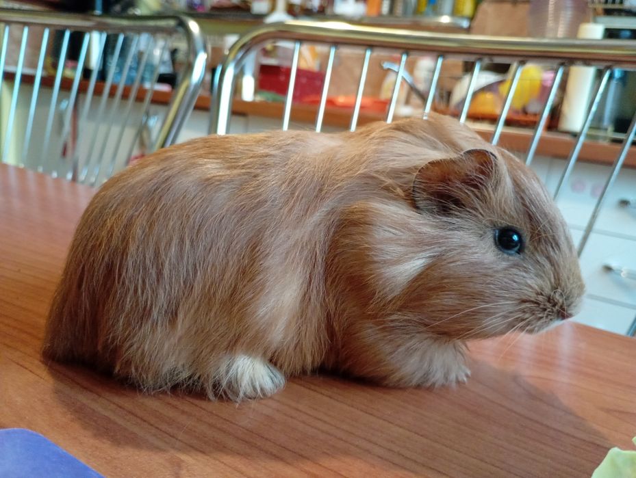 Porcușor de guineea