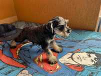 schnauzer pitic spre adoptie