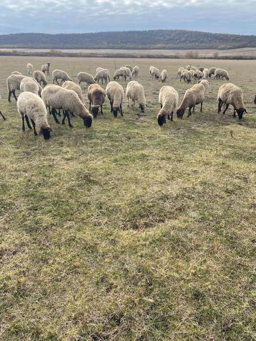 Oi Tigaie turma intreaga