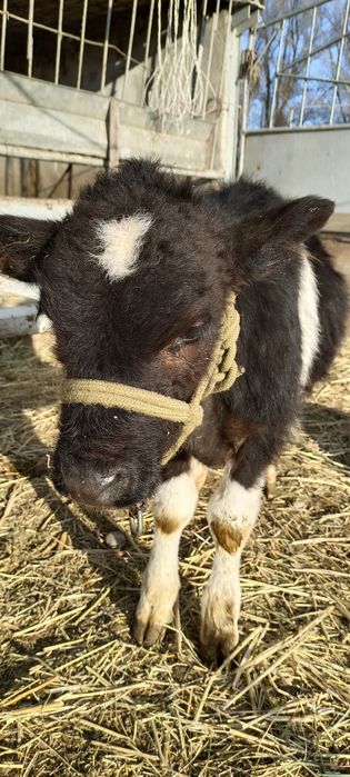 Продам теленка .